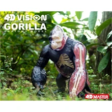 Об'ємна анатомічна модель 4D Master Горила (FM-622012): Виробник 4D Master