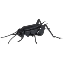 Сверчек Cricket Fridolin 3D модель: Вид Флора і фауна