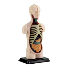 Модель торса людини Edu-Toys збірна, 12,7 см (SK008): Виробник EDU-Toys