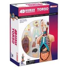 Объемная анатомическая модель 4D Master Туловище человека (FM-626003): Производитель 4D Master