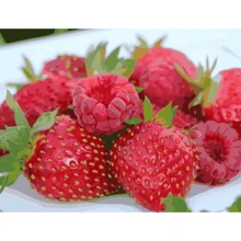 Картина за номерами Art Craft Соковитий феєрверк 40х50 см (12004-AC): Виробник Art Craft