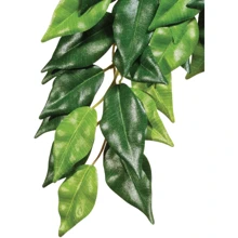 Растение Hagen Ficus Medium (015561230407): undefined undefined