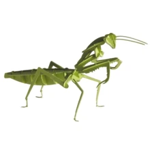 Богомол Mantis Fridolin 3D модель: Вид Флора і фауна