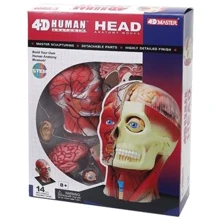 Об'ємна анатомічна модель 4D Master Голова людини FM-626103: Виробник 4D Master