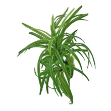 Растение искусственное Amtra Replica Dracena 25 см (A8011408): undefined undefined