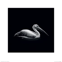 Постер в раме Pyramid International Nicolas Evariste (Pelecanus) 40х40 см (PPR45699): Производитель Pyramid International