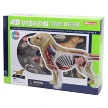 Об'ємна анатомічна модель 4D Master Собака золотистий ретривер FM-622007: Виробник 4D Master