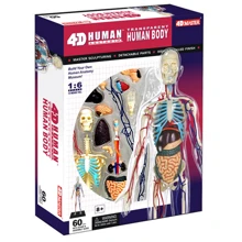 Объемная анатомическая модель 4D Master Тело человека прозрачное (FM-626204): Производитель 4D Master
