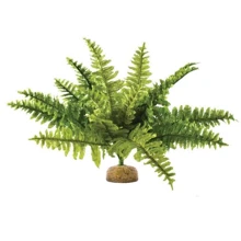 Растение Hagen Boston Fern Small (015561229906): undefined undefined