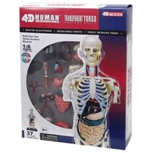 Объемная анатомическая модель 4D Master Торс человека прозрачный FM-626108: Производитель 4D Master