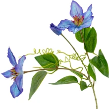 Клематис Lefard голубой 76 см (821-026): undefined undefined