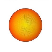 Тарілка обідня Luminarc SOLEIL YELLOW H8819 (270мм): undefined undefined