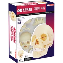 Объемная анатомическая модель 4D Master Череп человека (FM-626111): Производитель 4D Master