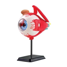 Модель очного яблука Edu-Toys збірна, 14 см (SK007): Виробник EDU-Toys