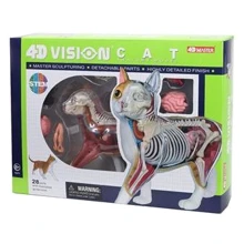 Об'ємна анатомічна модель 4D Master Кот рудий таббі FM-622005: Виробник 4D Master