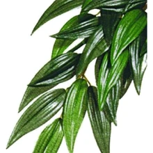 Растение шелковое Hagen Rucus Large (015561230513): undefined undefined