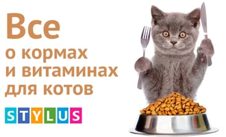 Корм и витамины для котов. Даем ответы на популярные вопросы! Корм и витамины для котов. Даем ответы на популярные вопросы!