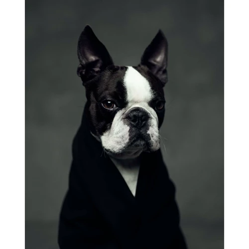 Vincent Lagrange: The Dogs. Human Animals: Производитель teNeues