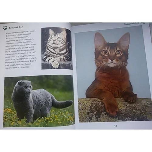 Моя велика книга про кішок і кошенят: Обкладинка Тверда