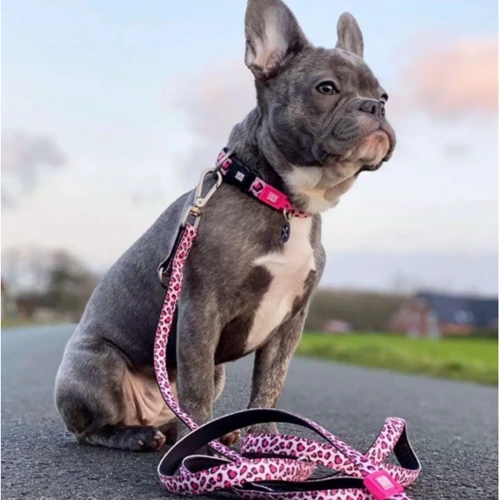 Ошейник Max & Molly Smart ID Collar - Leopard Pink/S для собак (4897039633592): Цвет розовый