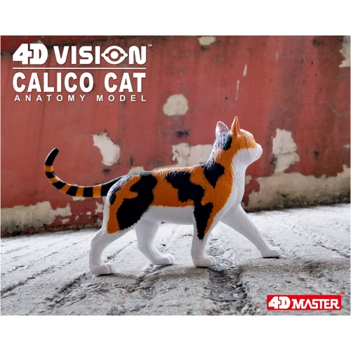 Об'ємна анатомічна модель 4D Master Кіт (FM-622040) фото 11