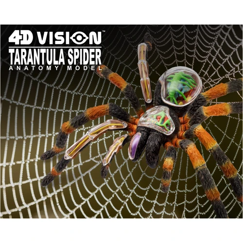 Объемная анатомическая модель 4D Master Паук Тарантул (FM-622032)