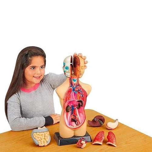 Анатомическая модель человека Edu-Toys сборная, 27 см (MK027): Материал пластик