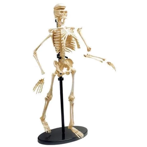 Модель скелета человека Edu-Toys сборная, 24 см (SK057): Материал пластик
