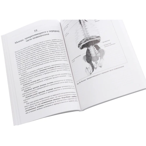 Теодор Даймон: Анатомия тела в движении: ISBN 978-985-15-4467-3