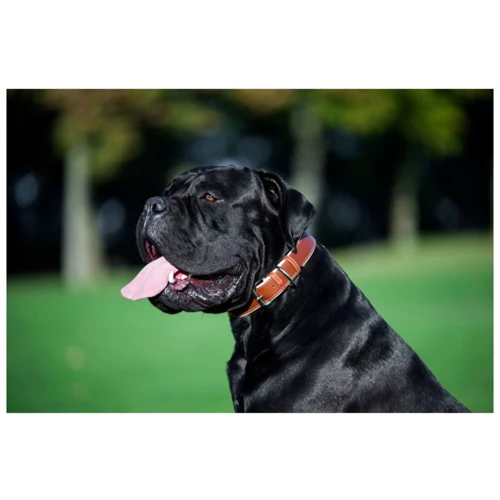 Нашийник WAUDOG Soft, коричневий верх 25 мм 38-49 см коричневий С QR ПАСПОРТОМ (7203): Призначення Для всіх порід