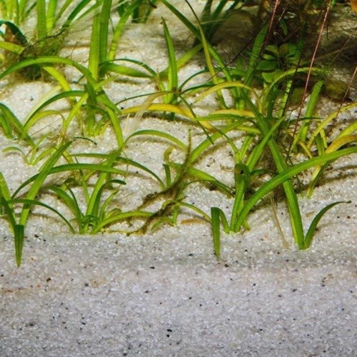 Грунт для аквариума JBL Sansibar River песок речной 0.4-1.4мм 5кг (41,569) фото 1