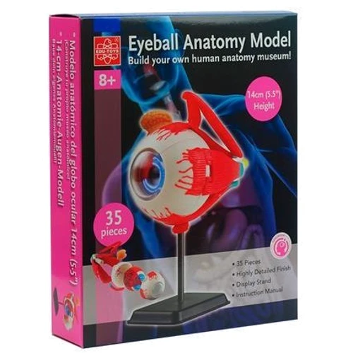 Модель очного яблука Edu-Toys збірна, 14 см (SK007): Виробник EDU-Toys