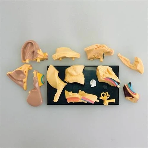 Модель анатомия уха Edu-Toys сборная, 7,7 см (SK012): Материал пластик