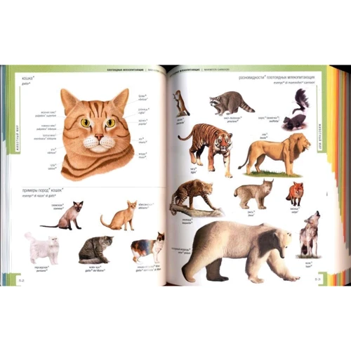 Російсько-італійський візуальний словник: ISBN 978-5-386-00536-8
