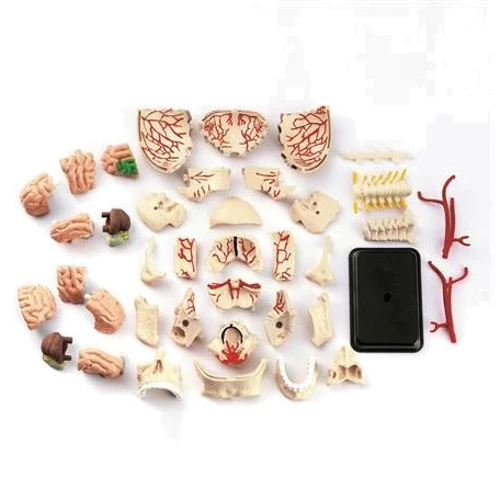 Модель черепа с нервами Edu-Toys сборная, 9 см (SK010): Вид наука и техника