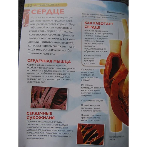 Тіло людини. Дитяча енциклопедія: Автор Міранда Сміт