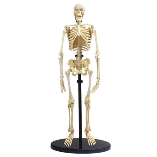 Модель скелета человека Edu-Toys сборная, 24 см (SK057)