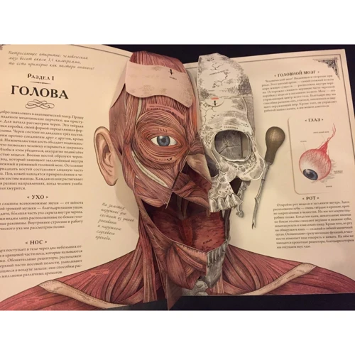 Ричард Уолкер: Тело человека. Интерактивная книга-панорама: Обложка Твердая
