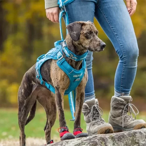Шлея для собак Kurgo County Harness голубая S (57839): Производитель Kurgo