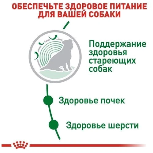 Сухой корм для собак Royal Canin Mini Ageing 12+ малых пород старше 12 лет 800 г (1007008): Порода Малые
