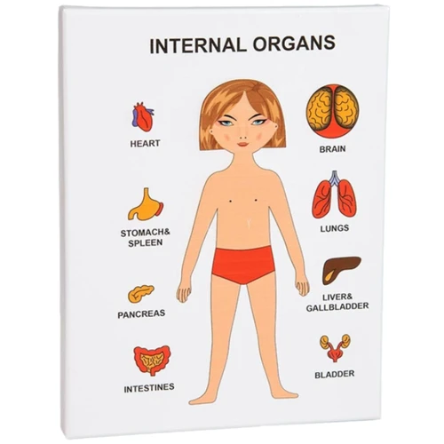 Навчальна гра Strateg Internal Organs Дівчинка (30349): Виробник Strateg