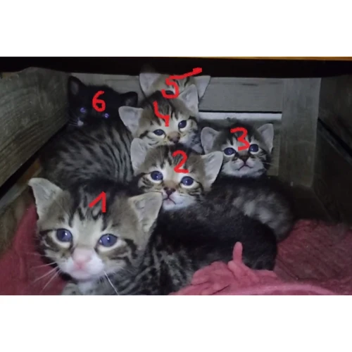 Силіконова накладка на ручку KELA Cali 11.3х5.5х7.5 см, бежева (12871)