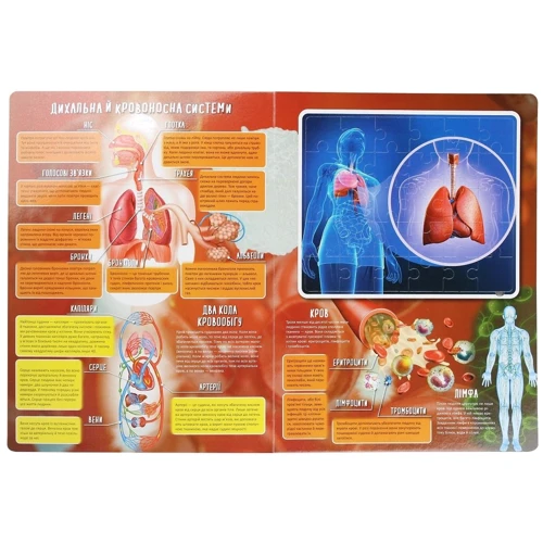 Марія Жученко: Тіло людини