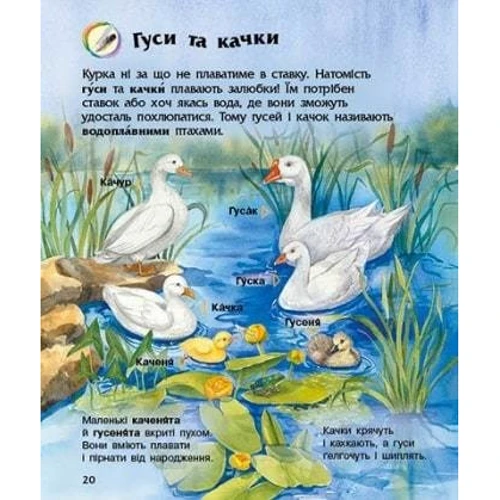 Енциклопедія дошкільника. Свійські тварини: ISBN 978-617-09-6911-8