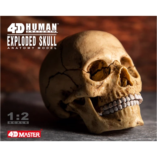 Объемная анатомическая модель 4D Master Череп человека (FM-626111) фото 10