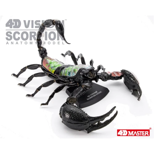 Объемная анатомическая модель 4D Master Скорпион (FM-622033) фото 12