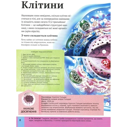 Клер Гібберт: Дитяча енциклопедія тела людини: Кількість сторінок 128