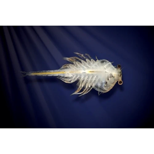 Aqua Dragons Новая Жизнь (4004)