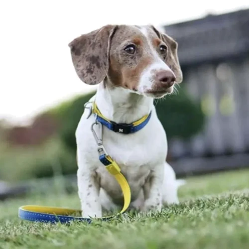 Поводок для собак Max&Molly Short Leash - Matrix Yellow S (4894512018020): Длина 1.2 м