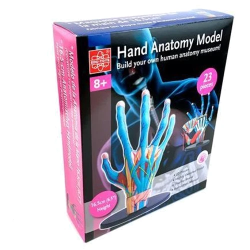Модель руки Edu-Toys сборная, 16,5 см (SK058): Производитель EDU-Toys